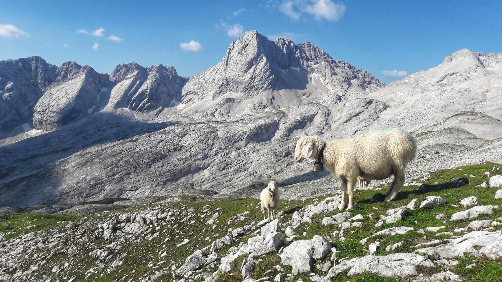 Alpspitze Appartement Grainau